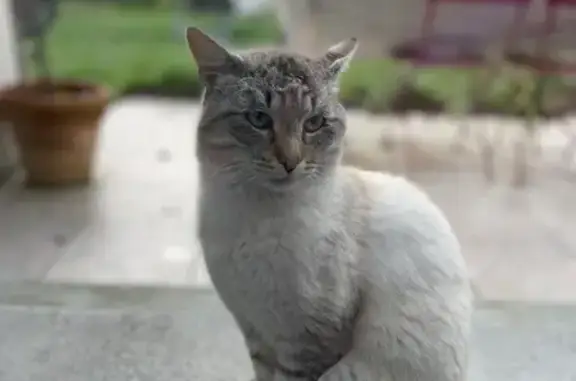 Chat trouvé : européen tigré & siamois, jeune et doux, besoin de foyer aimant avant l'hiver. Rue Lt. Le Corfec, 20, St-Jacques-de-la-Lande. - photo
