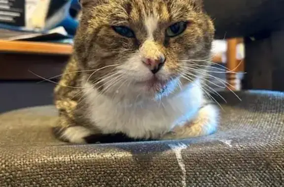Animaux trouvés Lannion, photo: Chat trouvé après tempête