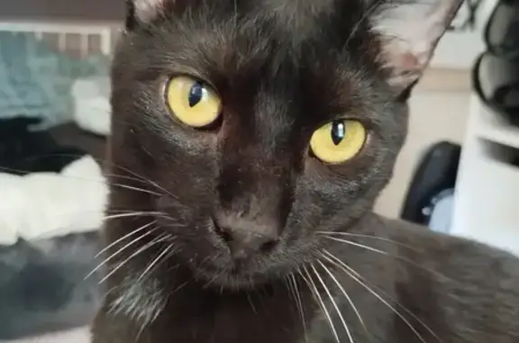 Chat perdu, Nantes, photo: Chat noir Salem, 1 an, disparu - Nantes