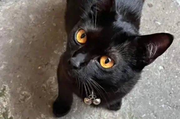 Chat perdu, Aubervilliers, photo: Chat noir perdu, 1 an 3 mois, Abby, Aubervilliers