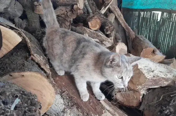 Chat trouvé , photo: Chat trouvé, pucé, calin et en forme