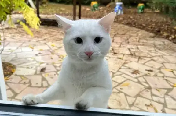 Chat blanc perdu à Brétigny-sur-Orge - photo