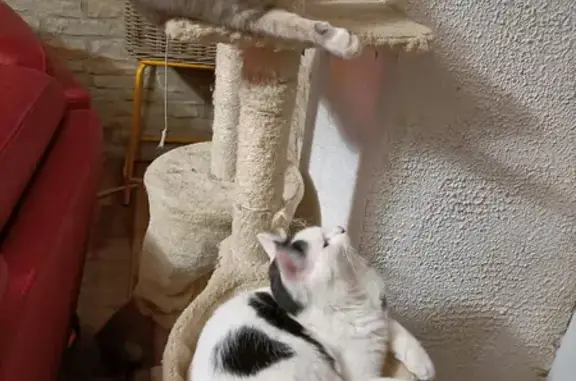 Animaux perdus , photo: Chat européen blanc à taches noires, sociable, nommé Timmy, disparu à Courban