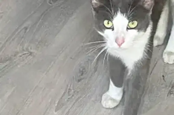 Chat perdu, Égletons, photo: Chat perdu à Égletons depuis le 5 novembre