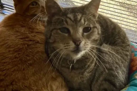 Lost Tabby Cat: Smallish, New to Sauer Place