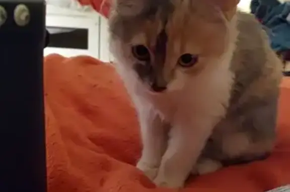 Chaton tigré roux/gris trouvé, besoin d'accueil temporaire. Contactez-moi. - photo