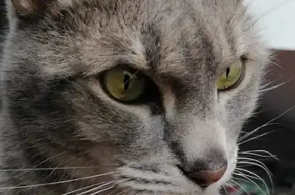 Animaux perdus Bischheim, photo: Chat européen gris perdu, 7 ans, Bischheim