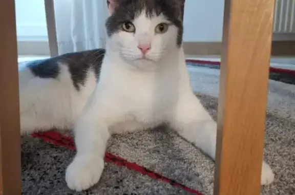 Animaux perdus Ézanville, photo: Chat gris et blanc perdu à Ézanville