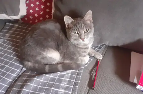 Animaux trouvés Eyguières, photo: Chaton mâle trouvé à Eyguières, cherche foyer.