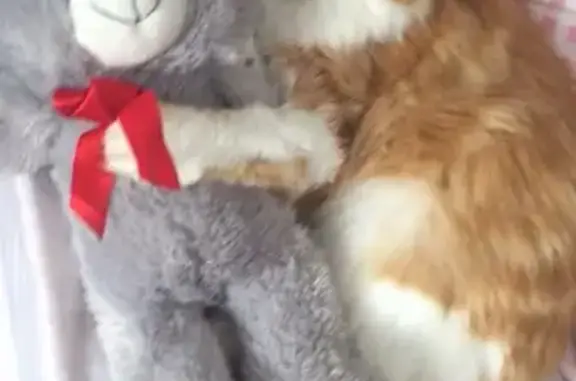 Lost: Long-haired Ginger & White Female Cat - Missing since Nov 5th, Bradford