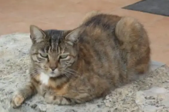 Chat perdu, , photo: Chatte européenne perdue, 12 ans, collier rouge, nom et téléphone.