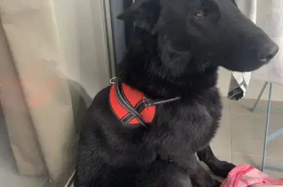 Chien trouvé, mâle berger allemand croisé, pucé, né en janvier 2021, calme - photo