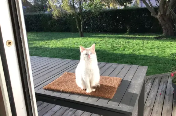 Chat trouvé , photo: Chat sacré de Birmanie perdu