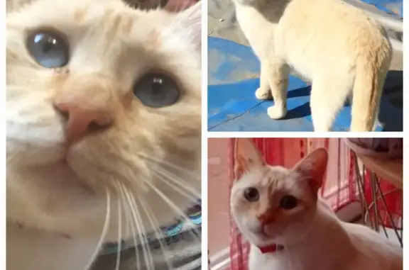 Animaux perdus , photo: Chat Réglisse perdu secteur Les Avenières