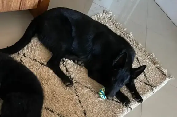 Animaux perdus , photo: Chien disparu : Berger allemand noir, 6 mois, Witcher