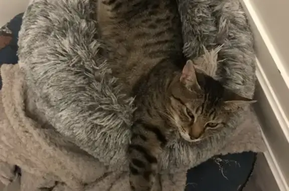 Lost Bengal Mix Cat Ollie: Help Find Him!