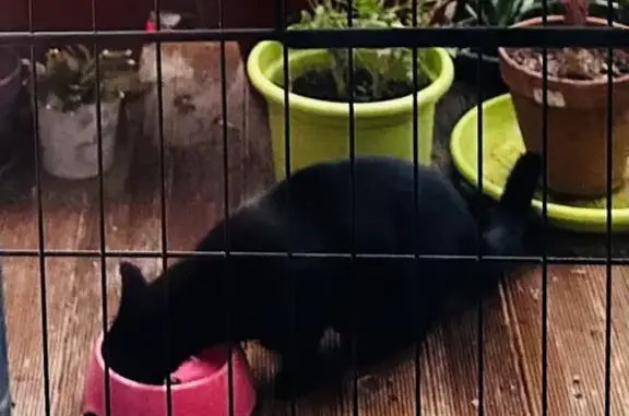 Chat noir cherche famille - photo