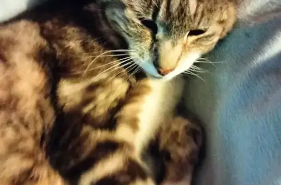Animaux perdus Bézu-Saint-Éloi, photo: Chat tigré marron disparu, Bézu-Saint-Éloi