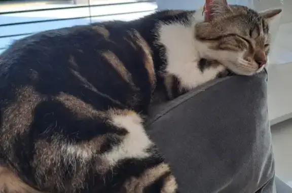 Chat perdu, Le Crest, photo: Chat mâle Gucci, 2 ans, disparu au Crest