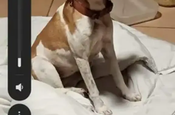 Chien trouvé, marron/blanc, collier sans nom, devant porte d'entrée, Albias - photo