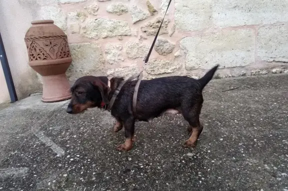 Chien trouvé : Croisé teckel femelle avec portée - photo