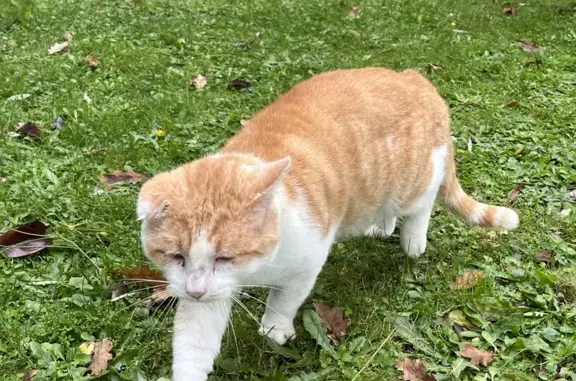Animaux trouvés Saint-Cricq-Villeneuve, photo: Chat abandonné, gentil. Rue Midou, Saint-Cricq-Villeneuve.