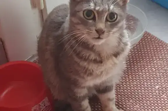 Chat trouvé Guerville, photo: Chaton gris tigré trouvé à Guerville, Île-de-France