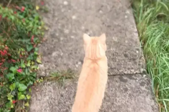 Chat roux câlin trouvé à Gagny - photo
