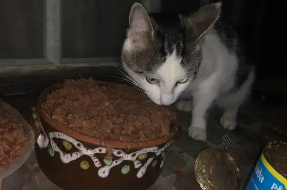 Chat tigré et blanc trouvé à Lillers - photo