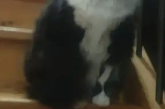 Animaux perdus Villepinte, photo: Chat perdu Sushi 7kg poil long noir/blanc, tache blanche flanc gauche. D213, Villepinte