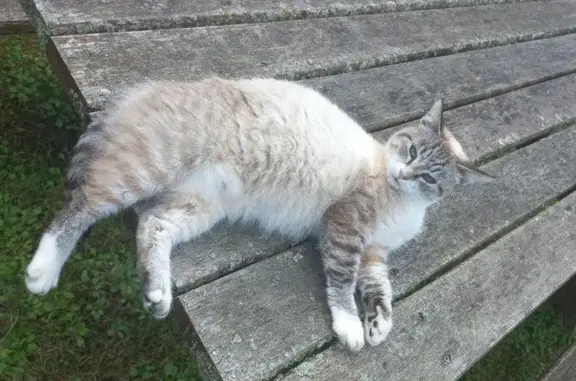 Chat perdu, Auberchicourt, photo: Chat disparu près SHBC, Auberchicourt