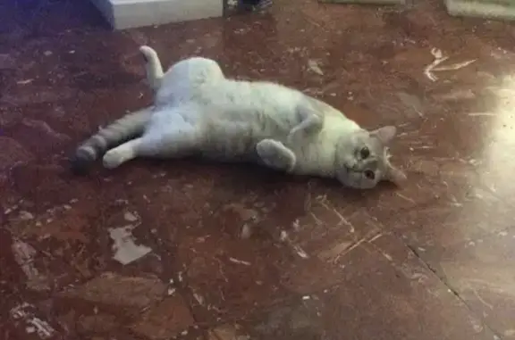 Animaux perdus La Seyne-sur-Mer, photo: Chat Moka disparu à La Seyne-sur-Mer