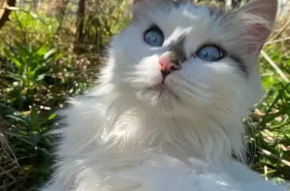 Animaux perdus La Méaugon, photo: Chat mâle tricolore perdu à La Méaugon