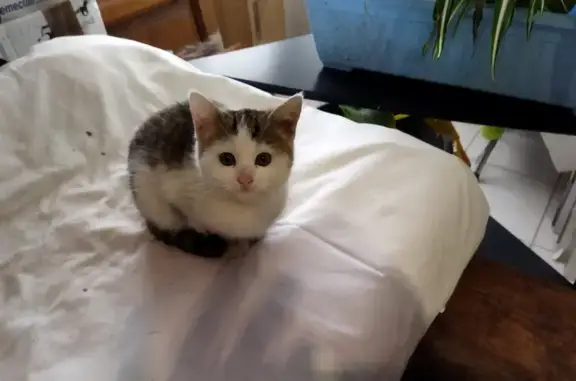 Chaton trouvé dans la rue, Rue des Mésanges, Montluçon - photo