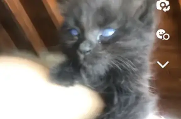 Animaux perdus Ennezat, photo: Chat noir disparu à Ennezat le 10 novembre