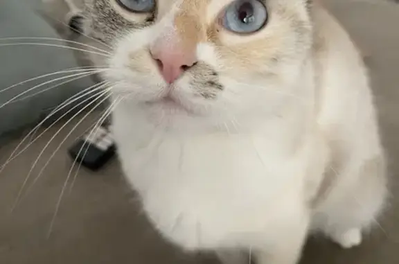 Chat perdu, Irodouër, photo: Chat femelle disparu, non identifié, sans collier