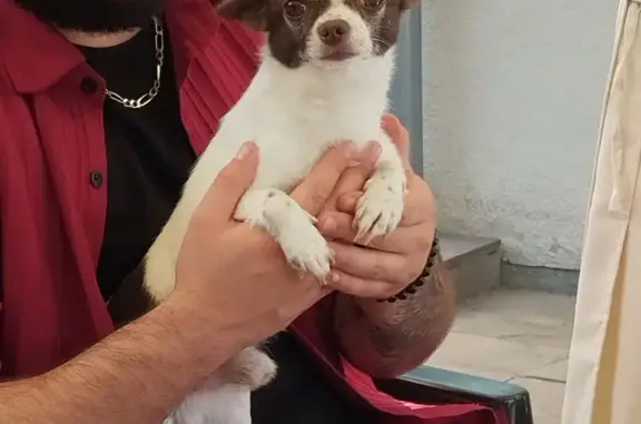 Animaux perdus Thaon-les-Vosges, photo: Chien OSKY, chihuahua 6 ans, disparu