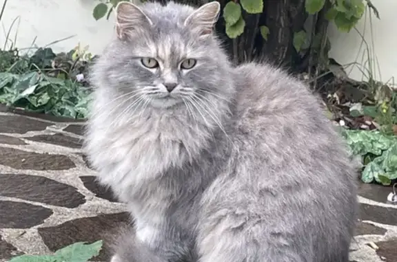 Chat câlin trouvé à Argenteuil - photo
