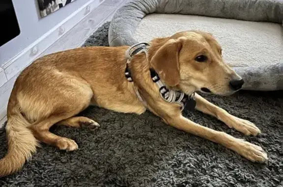 Lost Buzz: Golden Labrador Mix, Missing in Shirley