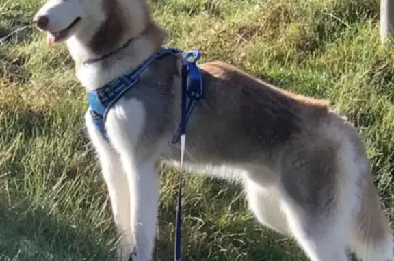 Chien perdu , photo : Chien perdu - Rue Dr Goy, 249, Reignier