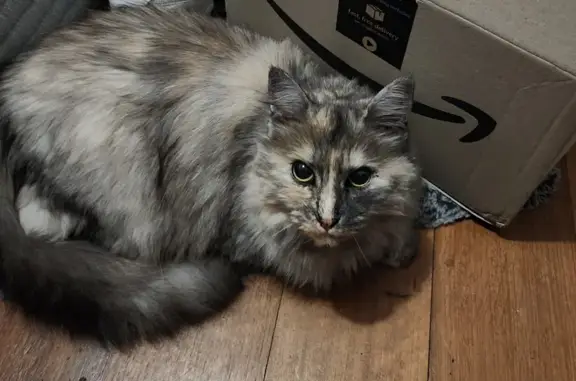 Lost Grey & White Cat | Camber Lane, Melbourne