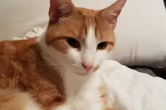 Lost Ginger/White Cat - Help Bring Him Home!