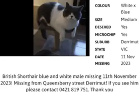 Lost British Shorthair: Blue & White Male, 5yrs - Queensberry St, Brimbank