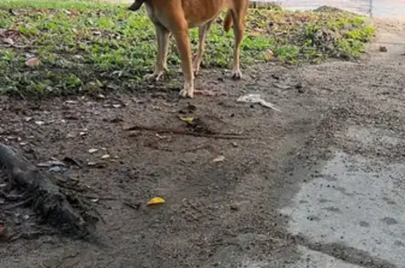 Lost Singapore Special: Female, Brown with Black Snout, Thick Red Collar