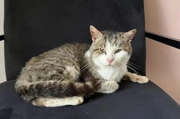 Chat gris et blanc sociable, Moutiers - photo