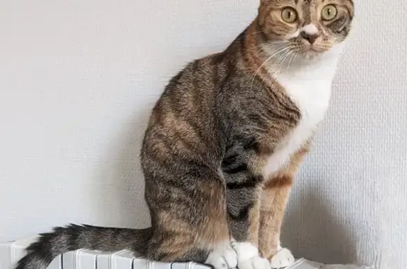 Animaux perdus Rennes, photo: Chatte tigrée perdue, collier jaune fluo