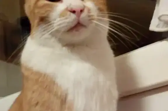 Chat perdu, Châlons-en-Champagne, photo: Chat tigré roux perdu