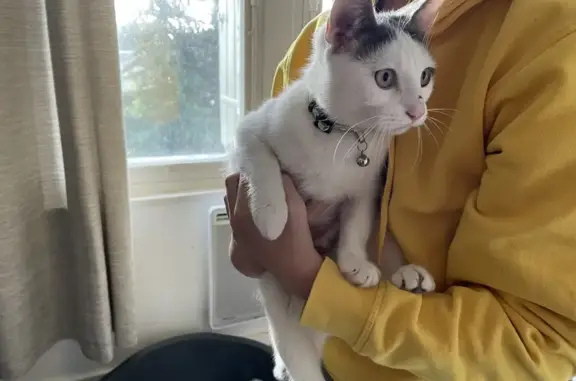 Chat blanc tacheté, collier jaune, Rue Petite Perraudière, Saint-Cyr-sur-Loire - photo