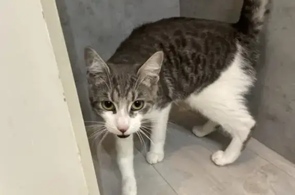 Chat trouvé Clamart, photo: Chat trouvé - Petite chatte grise tigrée - Rue Saint-Christophe, Clamart