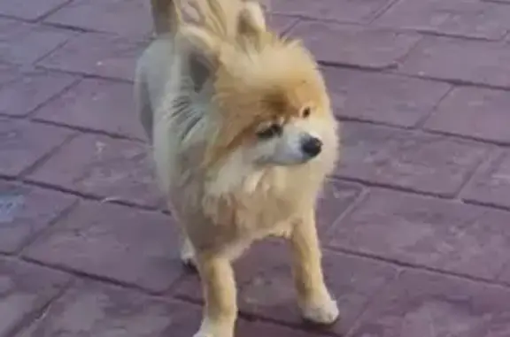 Lost Toypom: Light Brown Female, Kisha, Buffalo St.